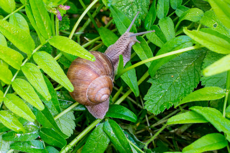 snail in the garden on the grass