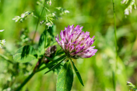 colorful wildflowers growing on the lawn, summer in the field