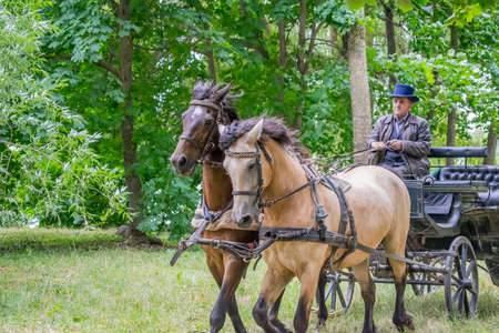 Wedding on an old wagon with a coachman and horsesのeditorial素材