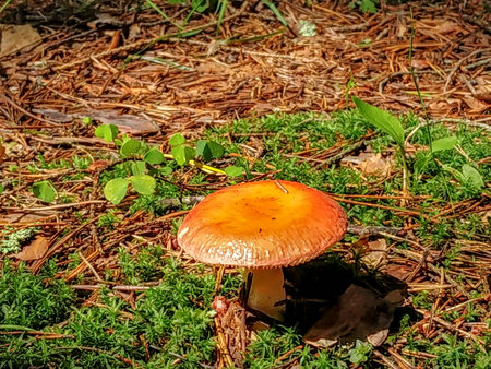 mushrooms russula in the forests of belarus in summer