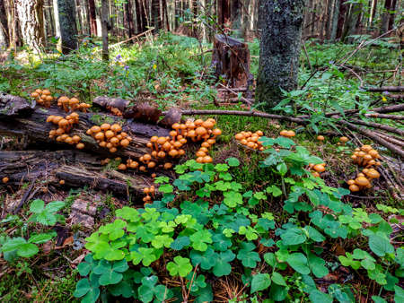 mushrooms honey agarics in a forest on a tree and on a stumpの写真素材