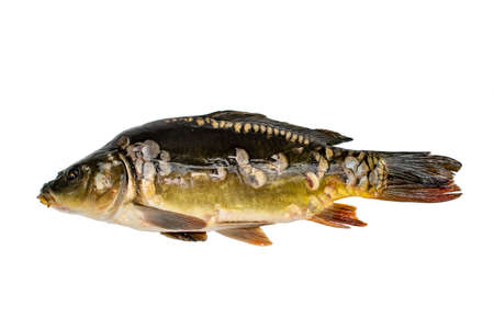 Common carp. Cyprinus carpio. Isolated on whiteの写真素材