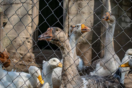 flock of domestic geese ducks in a village in the summer in a cageの写真素材