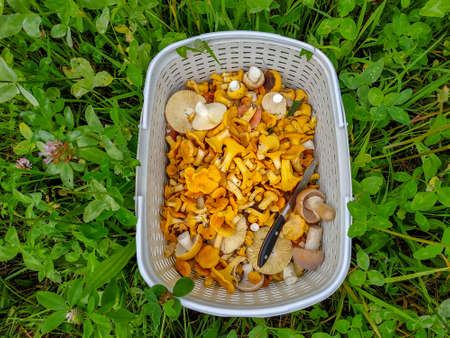 Fresh mushrooms in a basket in the forest autumn collectionの写真素材