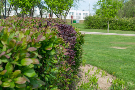 plants growing in the spring park flowering shrubs flowers