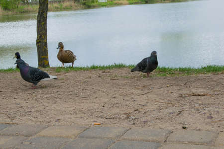 Pigeon Guillemont Cepphus columba a black duck like bird with bright red legs feeding in the ocean near shore.の写真素材