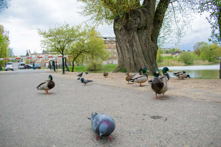 Pigeon Guillemont Cepphus columba a black duck like bird with bright red legs feeding in the ocean near shore.の写真素材
