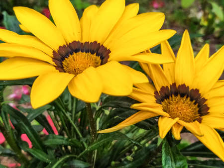Flower garden garden cottage field background textureの写真素材