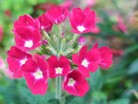 Flower garden garden cottage field background textureの写真素材