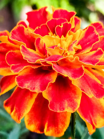 Flower garden garden cottage field background textureの写真素材