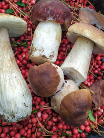 cranberry White mushroom collected in the forest with cranberriesの写真素材