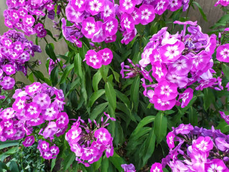 Flower garden garden cottage field background textureの写真素材