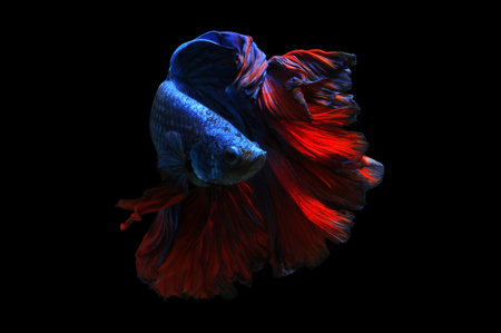 Betta fish, siamese fighting fish, betta splendens isolated on black background