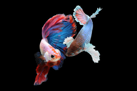 Betta fish, siamese fighting fish, betta splendens isolated on black background