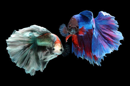 Betta fish, siamese fighting fish, betta splendens isolated on black background, fish on black background, Multi color Siamese fighting fish, action, aquarium, aquatic, aggressive, color, betta, siamese, fish, isolated, animal, siamese fish, siamese, Betta Fish, Siamese Fighting Fish, Multi color Siamese fighting fish, fish fighting, fish on black background, siamese fighting fish, siamese, betta splendens isolated on black background, animal, animal themes, action, aquarium, aquatic, aggressive, Betta fish, black background, close-up,の写真素材