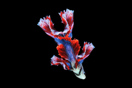 Betta fish, siamese fighting fish, betta splendens isolated on black background, fish on black...