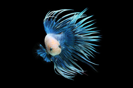 Betta fish, siamese fighting fish, betta splendens isolated on black background, fish on black...