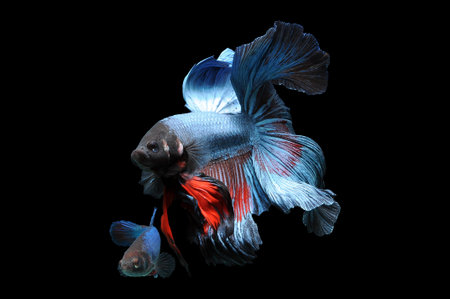 Betta fish, siamese fighting fish, betta splendens isolated on black background, fish on black...