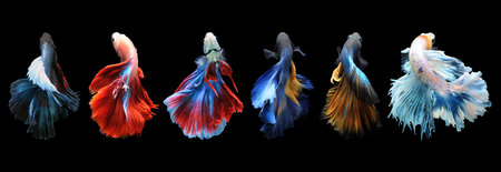 Betta fish, siamese fighting fish, betta splendens isolated on black background, fish on black...