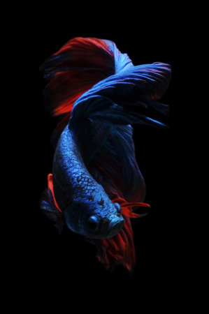 Betta fish, siamese fighting fish, betta splendens isolated on black background, fish on black...