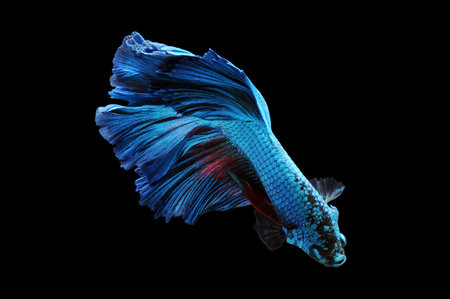 Betta fish, siamese fighting fish, betta splendens isolated on black background, fish on black...