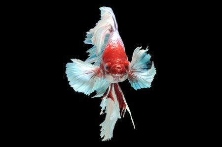Betta fish, siamese fighting fish, betta splendens isolated on black background, fish on black background, Multi color Siamese fighting fish,の写真素材