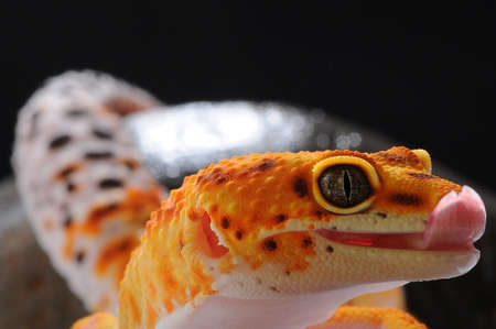 leopard lizard gecko, Common leopard gecko,の写真素材
