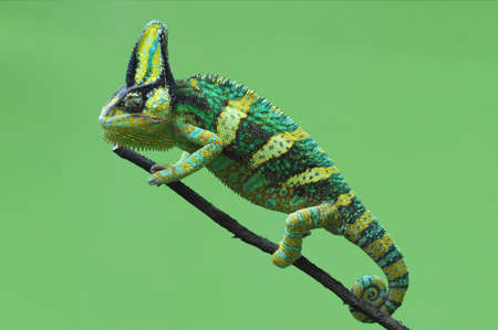chameleon veiledの写真素材