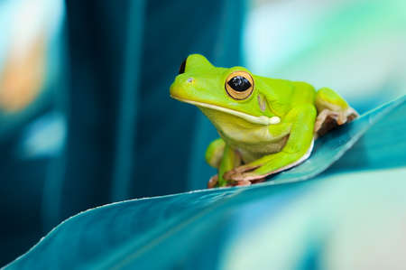 Frog, flying frog, tree frog,の写真素材