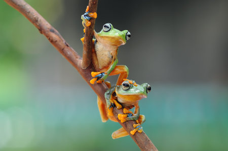 Frog, flying frog, tree frog,