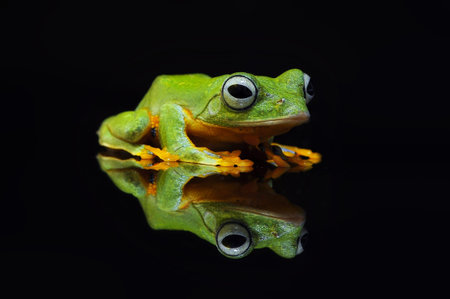 Frog, flying frog, tree frog,