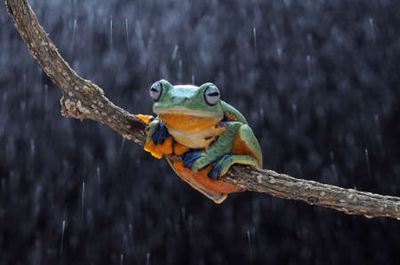 Frog, flying frog, tree frog,の写真素材