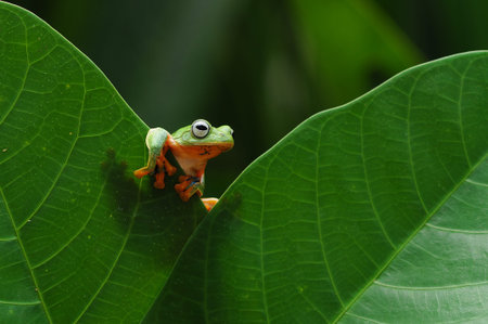 flying frog, tree frog, frog, dumpy frog,