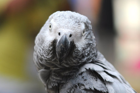 parrot rainbow, parrot, Birds, bird scream, parrot rainbow, animal, animals,