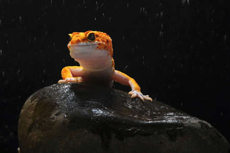 leopard gecko, gecko, reptile, lizard, animals, macro, orange,の写真素材