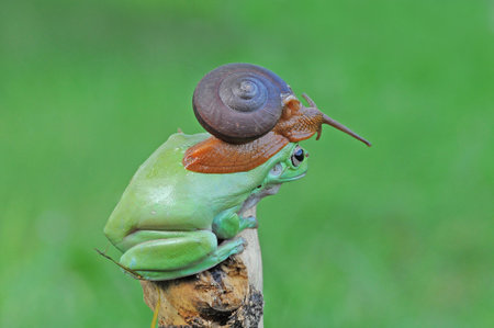 frog, snail, macro, animals, tree frog, amphibi, flying frog, macrophotography, macro photography,の写真素材