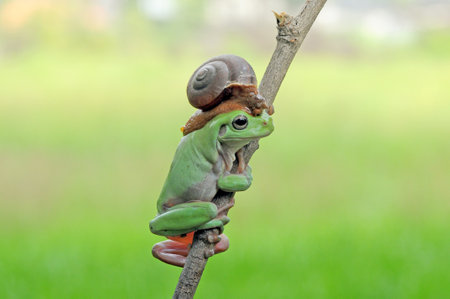 frog, snail, macro, animals, tree frog, amphibi, flying frog, macrophotography, macro photography,の写真素材