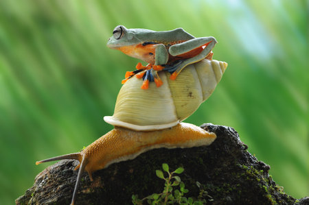 frog, snail, macro, animals, tree frog, amphibi, flying frog, macrophotography, macro photography,の写真素材