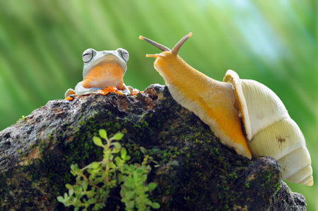 frog, snail, macro, animals, tree frog, amphibi, flying frog, macrophotography, macro photography,の写真素材
