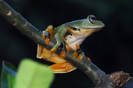frog on a leaf