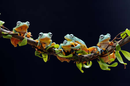 frog perched on leaf rootの写真素材