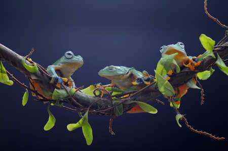 frog perched on leaf rootの写真素材