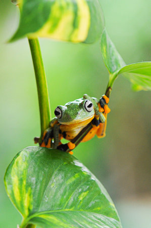 tree frog on a leaf, tree frog, frog, flying frog