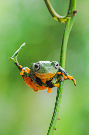 tree frog on a leaf, tree frog, frog, flying frogの写真素材