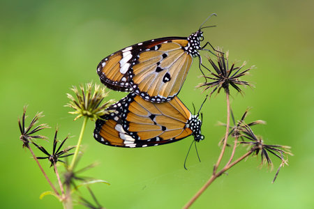 butterflies are mating