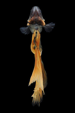 Capture the moving moment of yellow siamese fighting fish isolated on black background. Betta fish.の写真素材