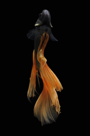 Capture the moving moment of yellow siamese fighting fish isolated on black background. Betta fish.の写真素材