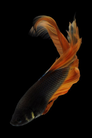 Capture the moving moment of yellow siamese fighting fish isolated on black background. Betta fish.の写真素材