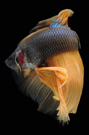 Capture the moving moment of yellow siamese fighting fish isolated on black background. betta fish.の写真素材