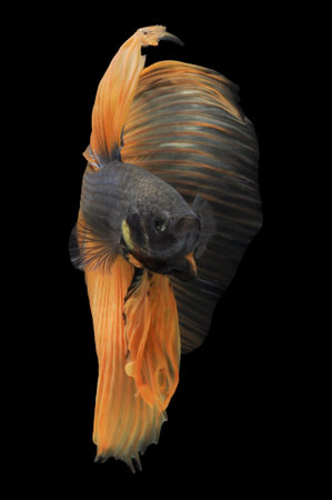 Capture the moving moment of yellow siamese fighting fish isolated on black background. betta fish.の写真素材